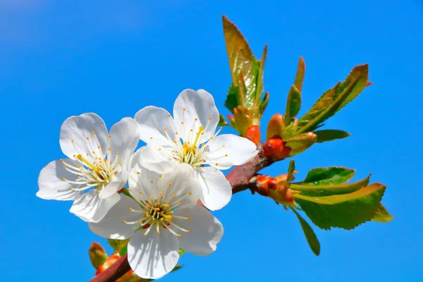 Bahar içinde bir çiçek açan kiraz meyve bahçesi.