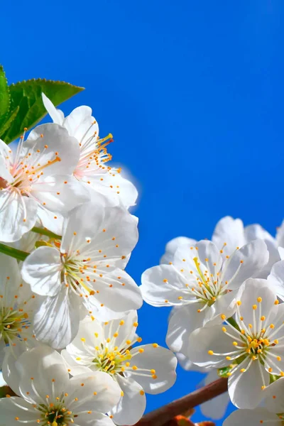 Bahar içinde bir çiçek açan kiraz meyve bahçesi.