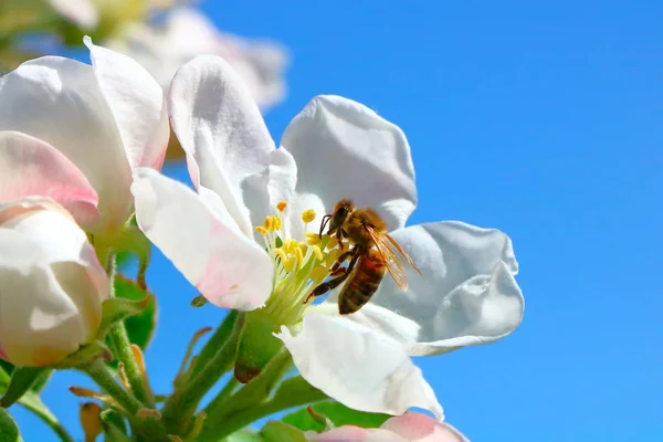 Arı bal çiçek açması elma ağacı bahçede toplar.