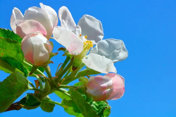Çiçek açması elma meyve bahçesinde bahar.