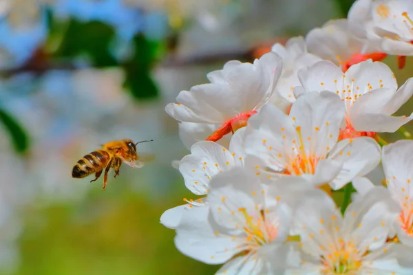 Arı bal kiraz çiçeği toplar..
