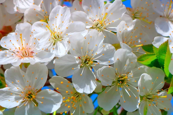 Bahar içinde bir çiçek açan kiraz meyve bahçesi.