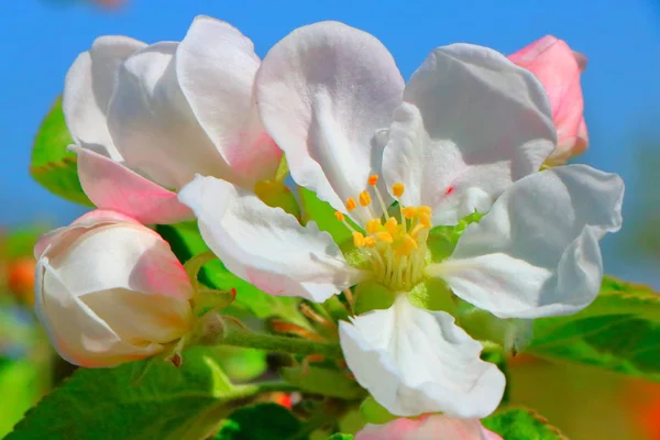 Çiçek açması elma meyve bahçesinde bahar.