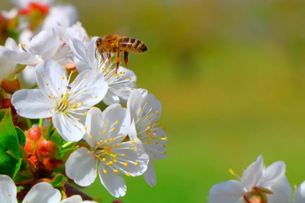 Arı bal kiraz çiçeği toplar..