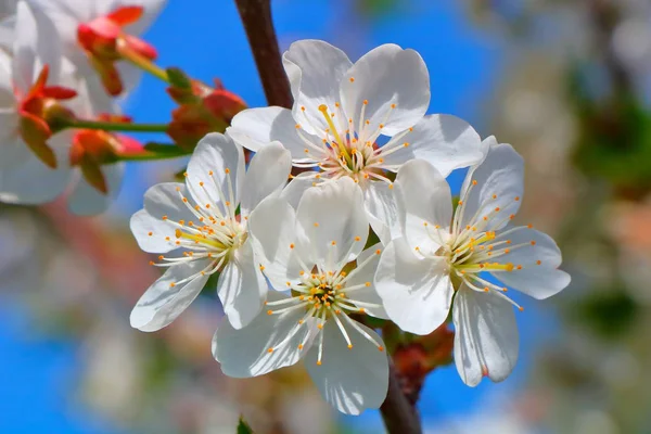 Bahar içinde bir çiçek açan kiraz meyve bahçesi.