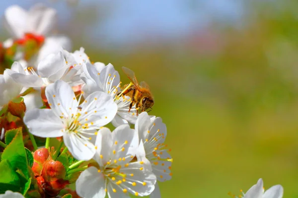 Arı bal kiraz çiçeği toplar..