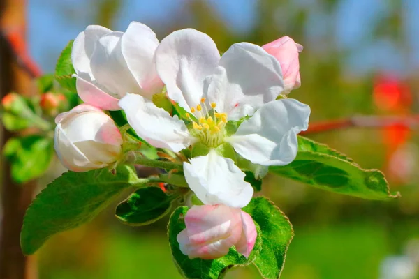 Çiçek açması elma meyve bahçesinde bahar.