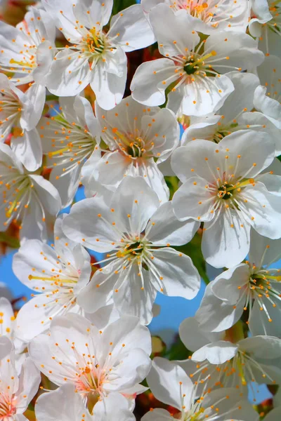 Bahar içinde bir çiçek açan kiraz meyve bahçesi.