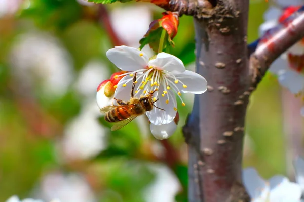 Arı bal kiraz çiçeği toplar..