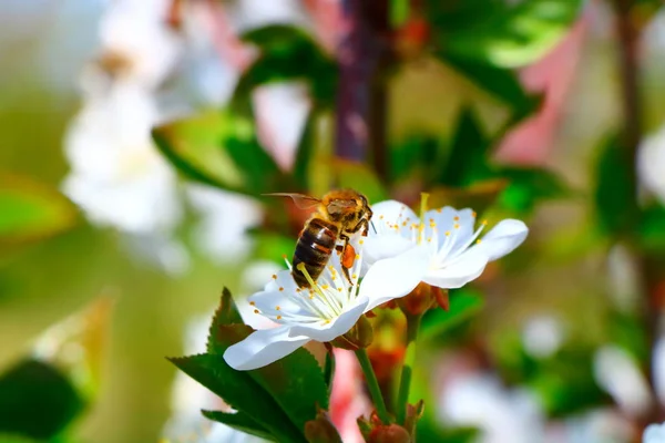 Arı bal kiraz çiçeği toplar..