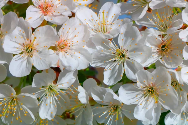 Bahar içinde bir çiçek açan kiraz meyve bahçesi.