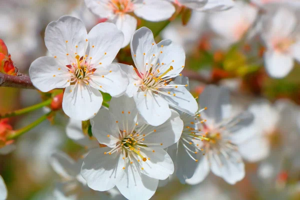 Bahar içinde bir çiçek açan kiraz meyve bahçesi.