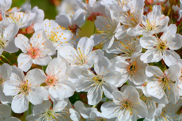 Bahar içinde bir çiçek açan kiraz meyve bahçesi.