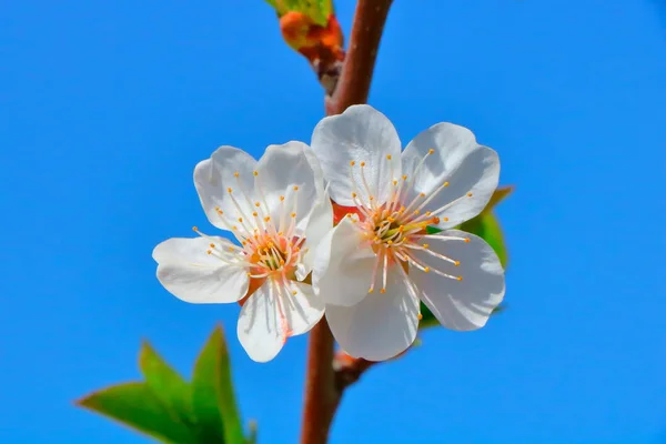 Bahar içinde bir çiçek açan kiraz meyve bahçesi.