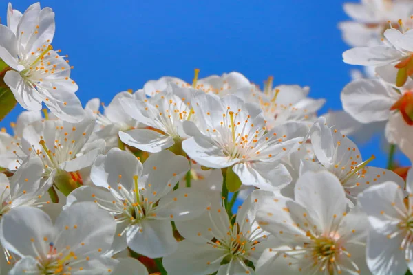 Весна в цветущем вишневом саду . — стоковое фото