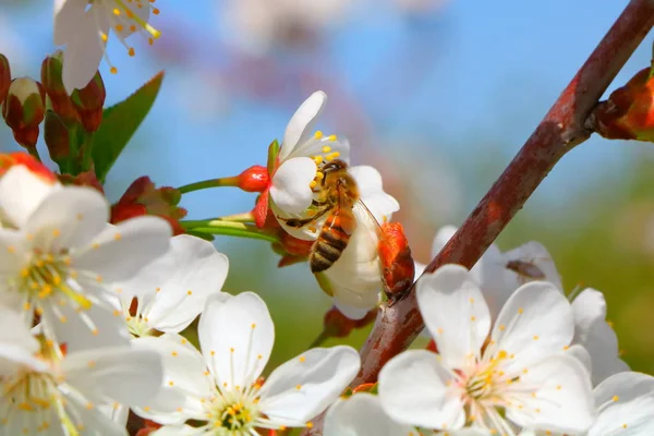 Arı bal kiraz çiçeği toplar..