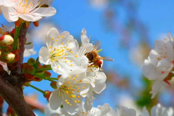 Arı bal kiraz çiçeği toplar..