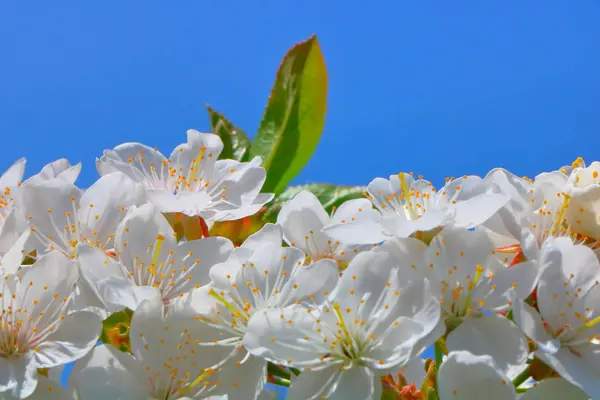 Bahar içinde bir çiçek açan kiraz meyve bahçesi.