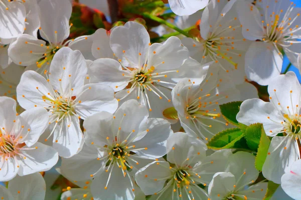 Bahar içinde bir çiçek açan kiraz meyve bahçesi.