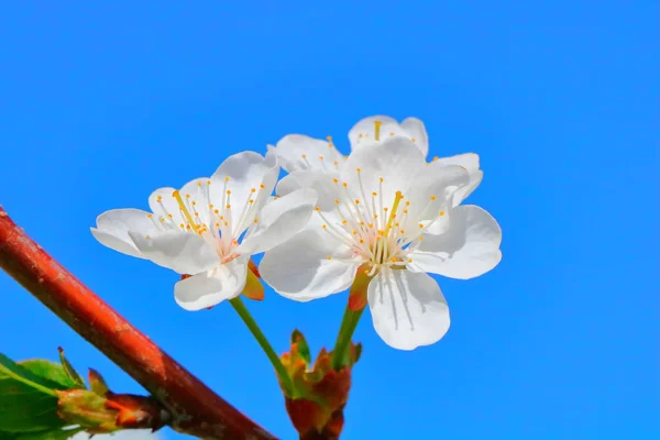 Bahar içinde bir çiçek açan kiraz meyve bahçesi.