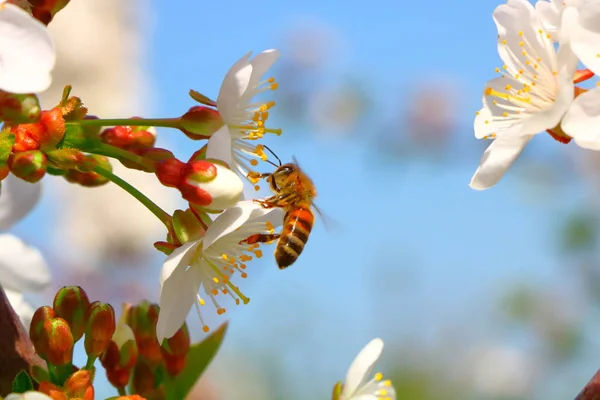 Arı bal kiraz çiçeği toplar..