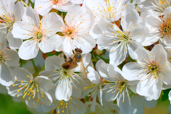 Arı bal kiraz çiçeği toplar..