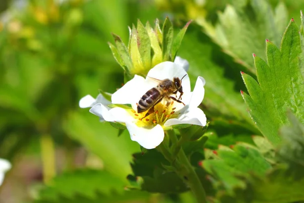 Arı bal çilek bir çiçek üzerinde toplar..