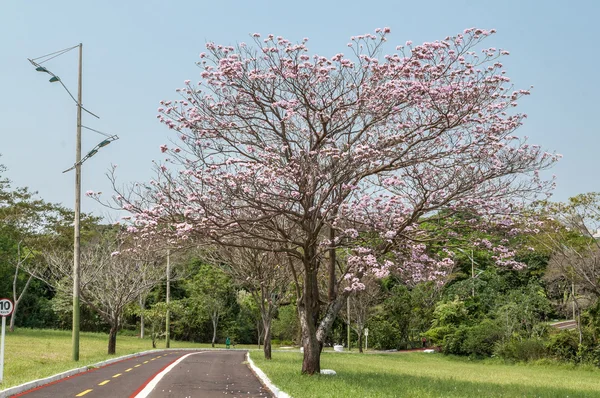 Senderismo y ciclismo muy hermoso en un parque con excelentes vistas y un gran árbol Ipe — Foto de Stock