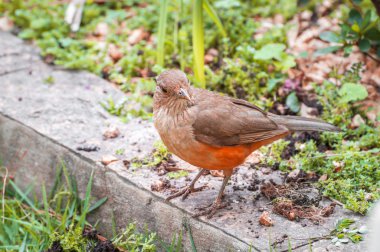 Bahçedeki Sabia Laranjeira kuşu.