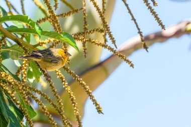 Bir ağaç dalı Canarinho kuş. 