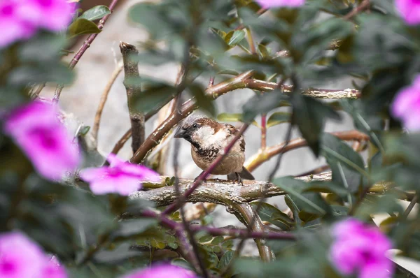 Коричнева птах, серед багатьох галузей і рожеві квіти дивлячись підозрілі. — стокове фото