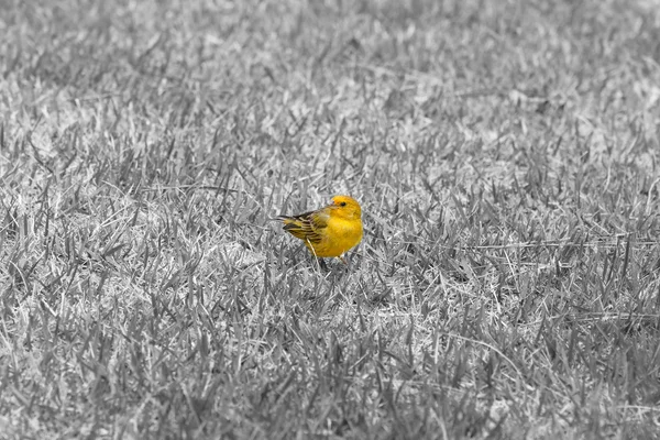 Gele vogel gemarkeerd in gras. — Stockfoto