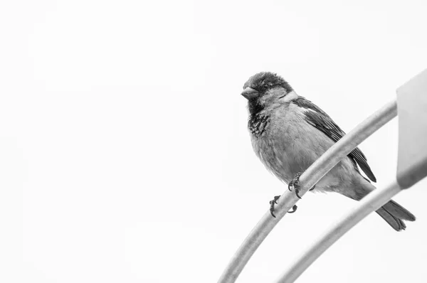 パラボラ アンテナの鳥。周辺都市の野鳥観察の黒と白の写真. — ストック写真