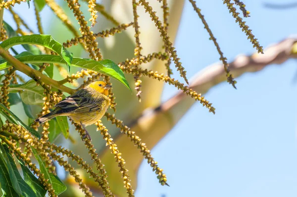 Canarinho oiseau sur une branche d'un arbre . — Photo