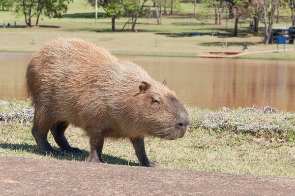 Mamalia disebut Capybara berjalan di jalan dan rumput di taman dengan latar belakang danau dan vegetasi hijau . — Stok Foto