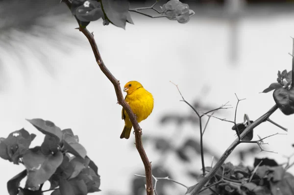 Žlutý pták na větev stromu s trny a květy. — Stock fotografie