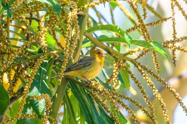 Canarinho ツリーの種の枝に鳥. — ストック写真