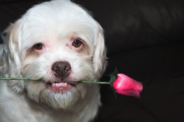 Lhasa apso romantik köpek ağzında bir gül tutan. 