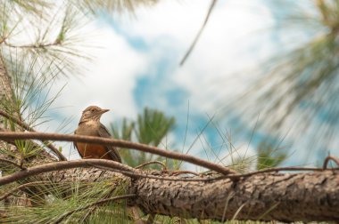 Yeşil ağaç bitki arasındaki turuncu göbek ile kuş. 