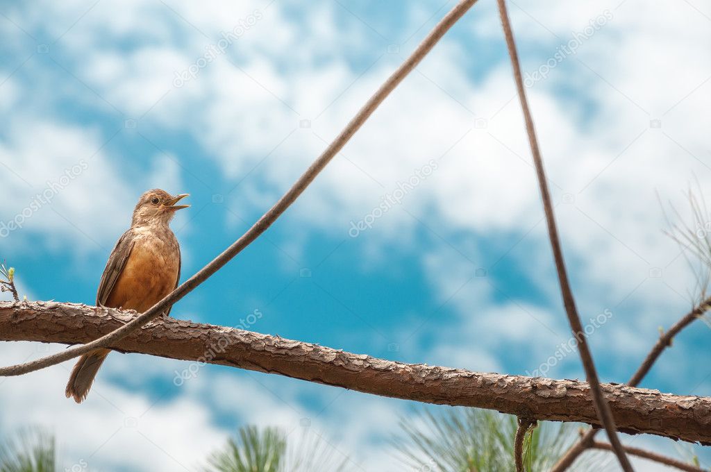 Singing bird with orange belly and open beak on a tree branch. Sunny day with many clouds on a gorgeous blue sky background. 