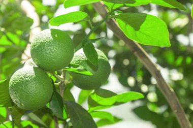 Arka planda yaprakları ile yeşil limon meyve ağacıyla.