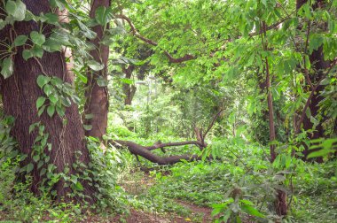 Orman ağaçları ve yeşil bitki örtüsü her yerde dolu.