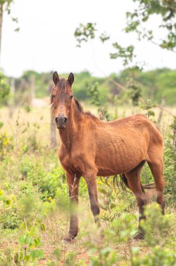 Yeşil çimenlerin üzerinde sıska kahverengi at