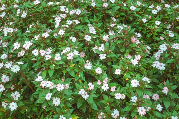 Background of plants and flowers. Flowers texture. — Stock Photo, Image