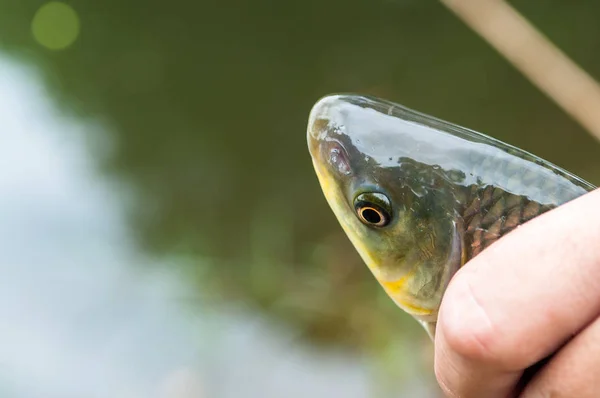 Holding a fish with his hands. Fish called Piaucu in Brazil. — Stock Photo, Image