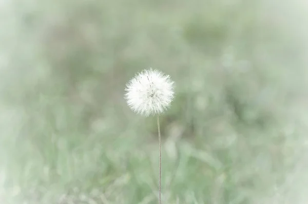 Bílý květ, který letí, když to udeří vítr — Stock fotografie