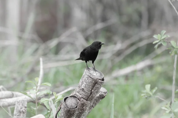 Oiseau noir sur un tronc d'arbre coupé. Également connu sous le nom de Grauna bird au Brésil . — Photo