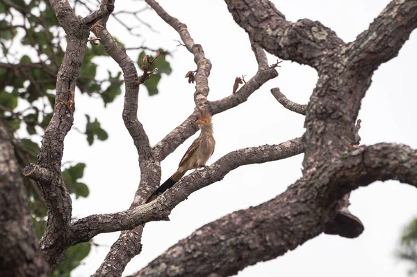 Άνου-branco πτηνό σε κλαδί δέντρου. — Φωτογραφία Αρχείου