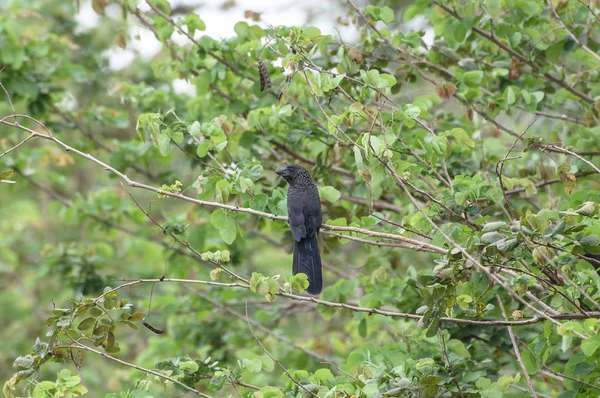 Fekete madár, egy kivágott fa csonkot. Néven is ismert Anu fekete madár, Brazília. — Stock Fotó