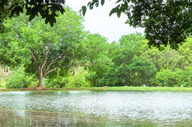Ağaçlar su yansıma ve arka planda yeşil bitki örtüsü ile göl.